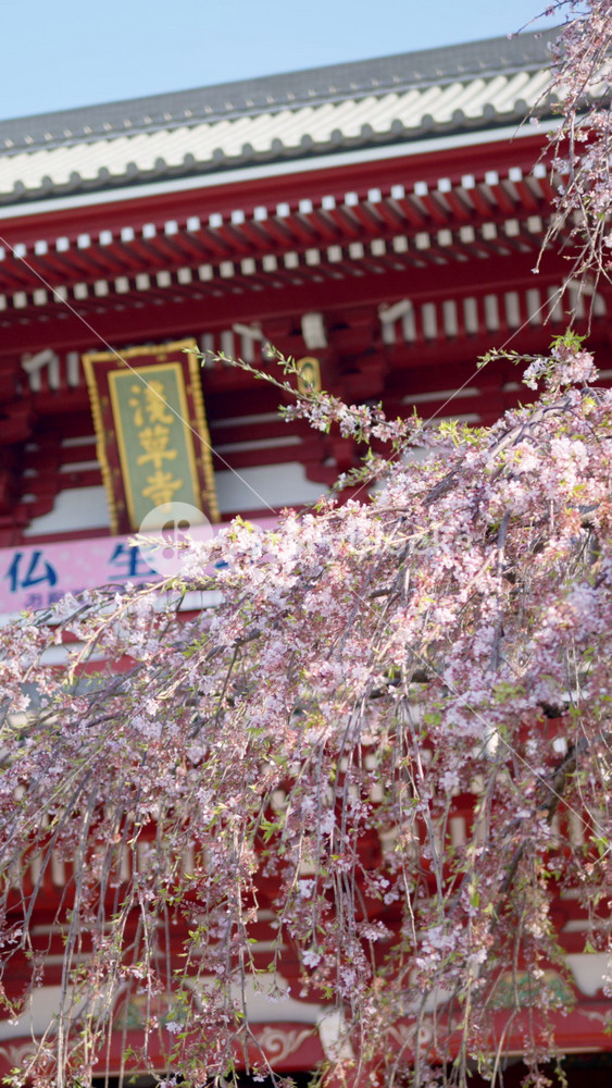 The Senso-ji temple surrounded by cherry blossoms in daylight in Asakusa, Tokyo, Japan. Vertical. Translation: " Busshokai flower festival"