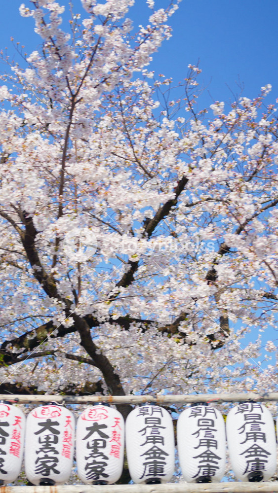 White paper lanterns with cherry blossoms on the background in the courtyard of the Senso-ji temple in Asakusa, Tokyo, Japan. Vertical - emperor names written on paper lanterns