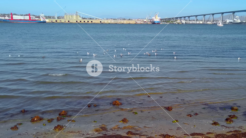 Gray gulls floating on the bay near the shore in sunlight. Cargo ships near the port and Coronado bridge in background. Slow motion. San Diego, California