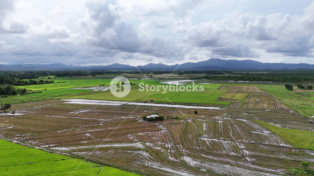 Aerial drone view of a rice harvest with a red combine harvester working in green paddies as a farmer stands nearby, backed by tropical forest and mountains, Philippines