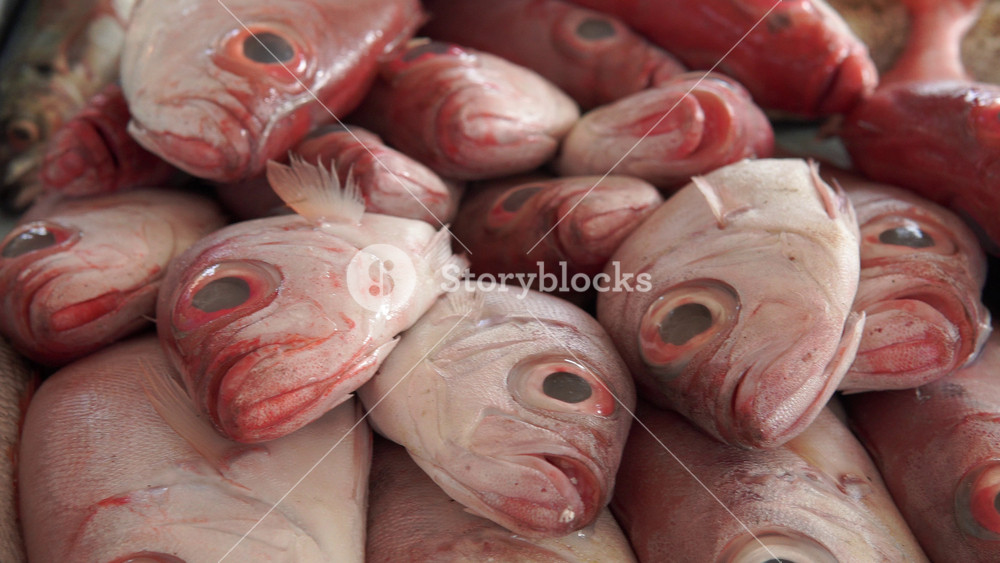 Close up footage of a pile of snapper and gourami fish on a table. The fishes are fresh and for sale in the market.