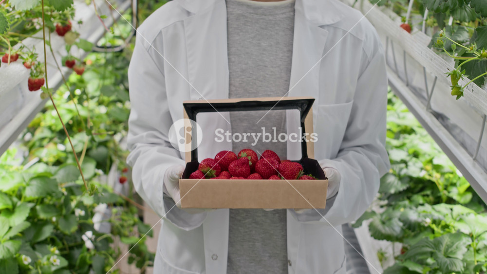 Tilt up portrait of young biracial female vertical farm worker in lab coat and goggles holding freshly harvested perfect shaped red strawberries smiling at camera while standing in green aisle