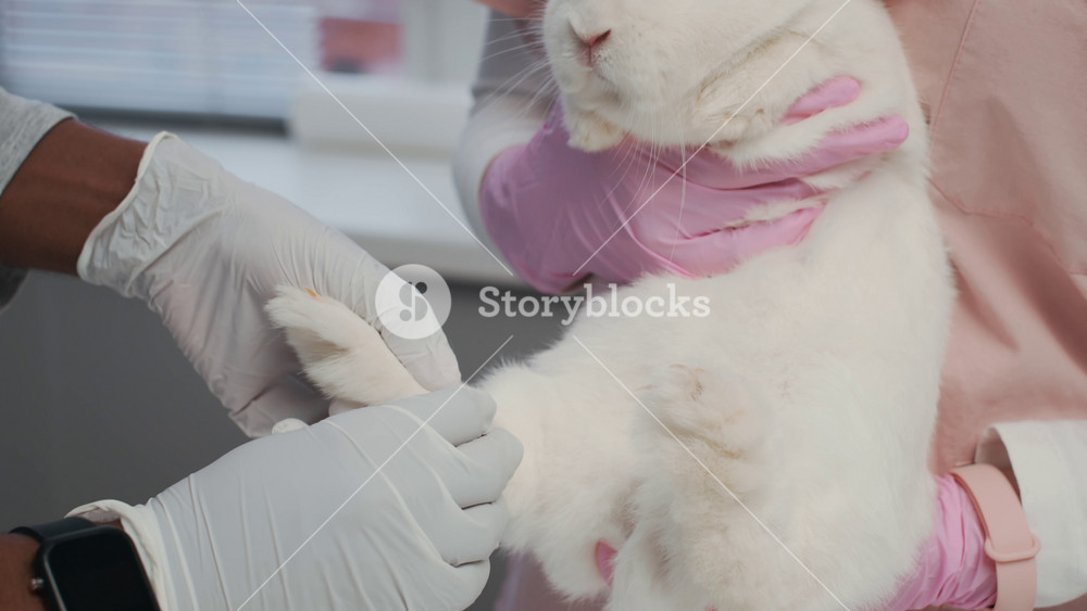 Cropped slowmo shot of hands of unrecognizable vet in sterile gloves examining carefully white domestic rabbits foot with nurse in pink uniform holding animal