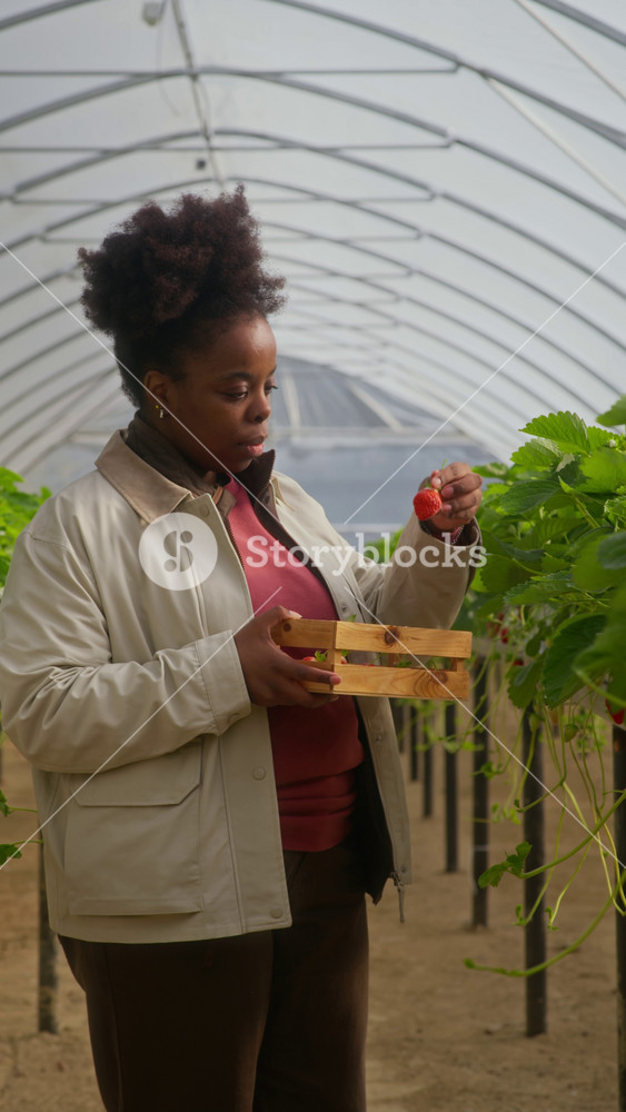 Vertical medium shot of young African American female farmer picking up ripe strawberries in wooden box inside of spacious bright greenhouse