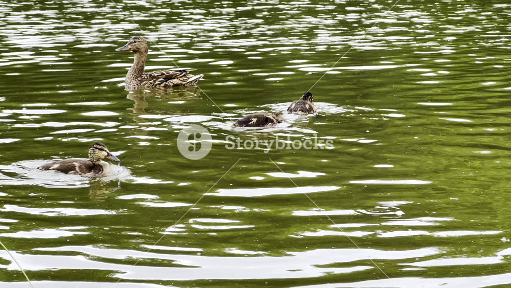 Mallard with ducklings floating in the lake at summer day. Mother duck with brood swimming at pond. Birds family in the nature habitat
