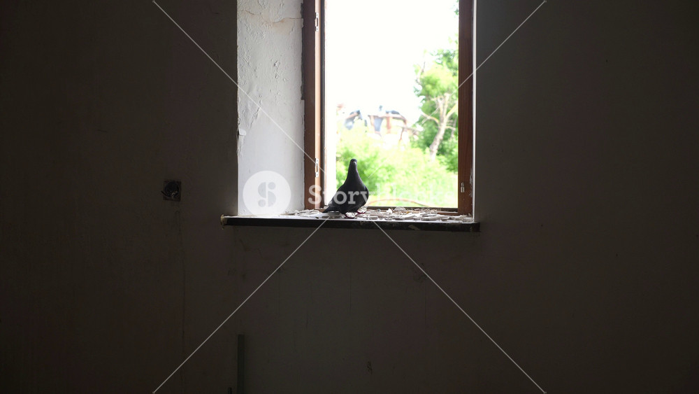 Pigeon sitting on windowsill of destroyed residential building at Kharkivska oblast. Ruined house after bomb attacks on ukrainian territory from russia army at background. Russian invasion of Ukraine