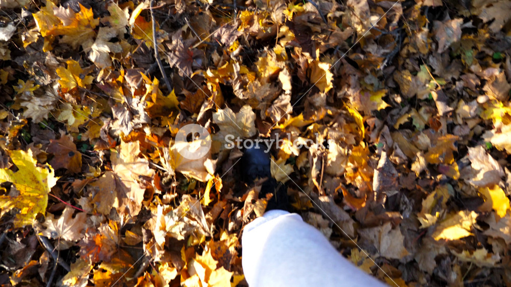 Point of view to male foot stepping on fallen maple leaves. Legs of young man in sneakers kicks up yellow foliage going at autumn forest