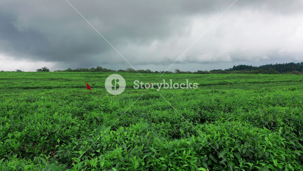 Aerial view of fresh green tea terrace farm on the hill Mauritius. Drone camera moving close to the tea plantation with mountain landscape