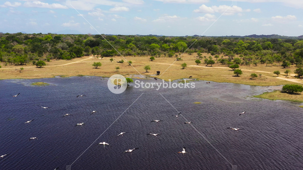 Birds flying over the lake, water bulls in the water and an elephant on the shore. Kumana National Park. Sri Lanka.