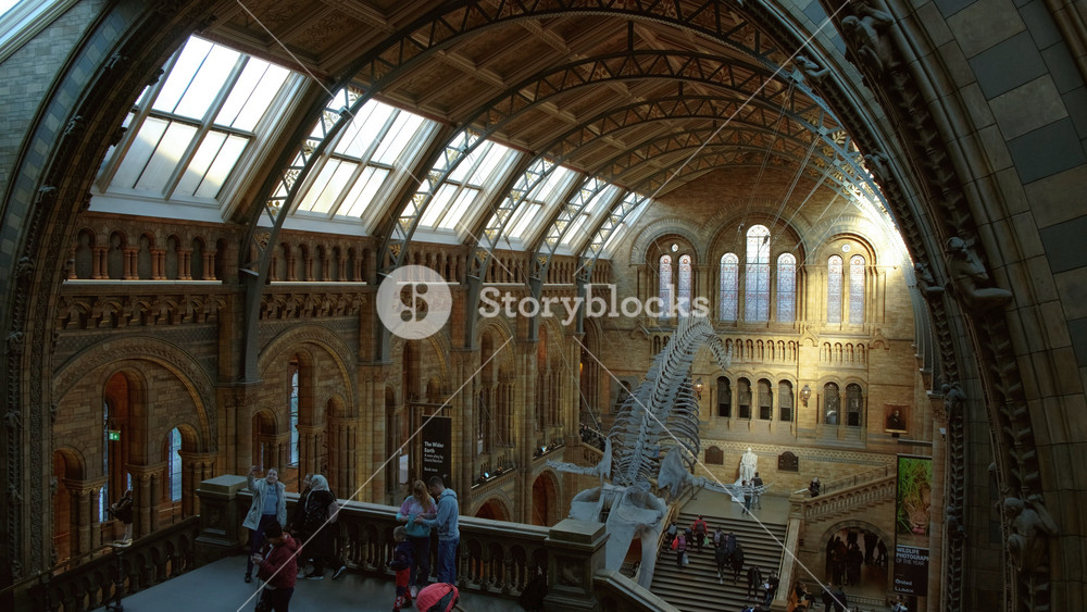 LONDON, United Kingdom, circa 2019 - Tilting shot of the main hall of the Natural History Museum in London, England, UK featuring a blue whale skeleton