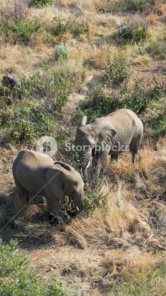 Africans Elephants At Pilanesberg National Park In North West South Africa. African Animals Landscape. Pilanesberg National Park. Pilanesberg National Park At North West South Africa. Big Five Animals