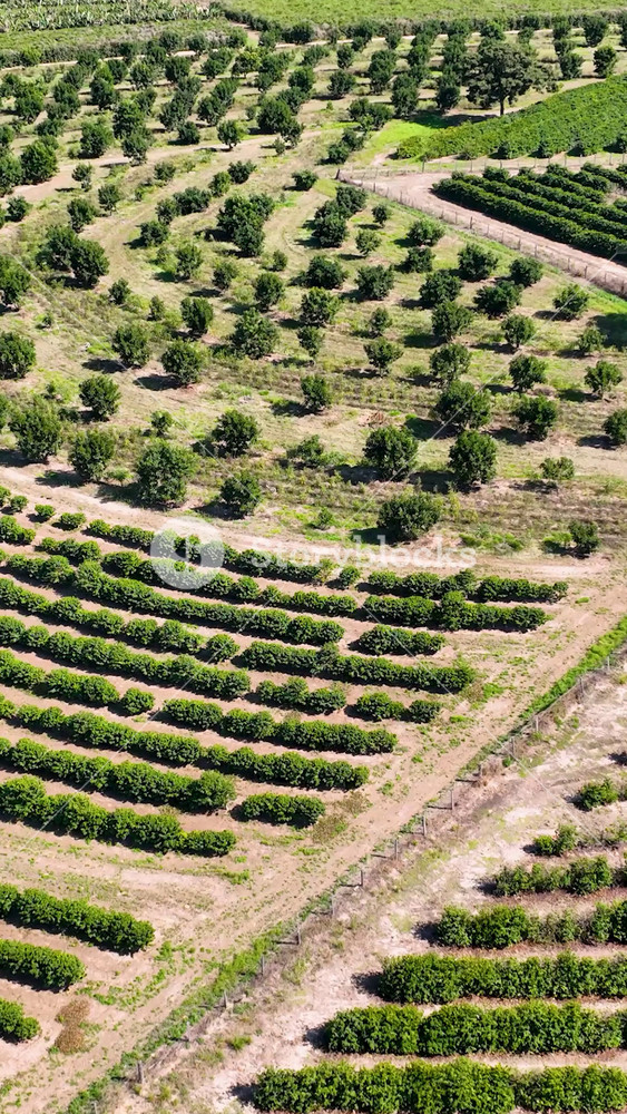 Farmstead Scenery In Rio Verde Goias Brazil. Birds Eye View Of Cultivation Field In The Farming Scenery. Rural Background Outdoor Farming Stunning. Rural Background Bosk Nature. Rio Verde Goias.