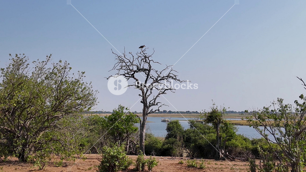 Botswana Skyline In Chobe National Park Kasane Botswana. Wildlife Scene Of Big Five Animals In A African Safari. Rural Road Outdoor Farming Beauty. Farming. Chobe National Park Kasane.