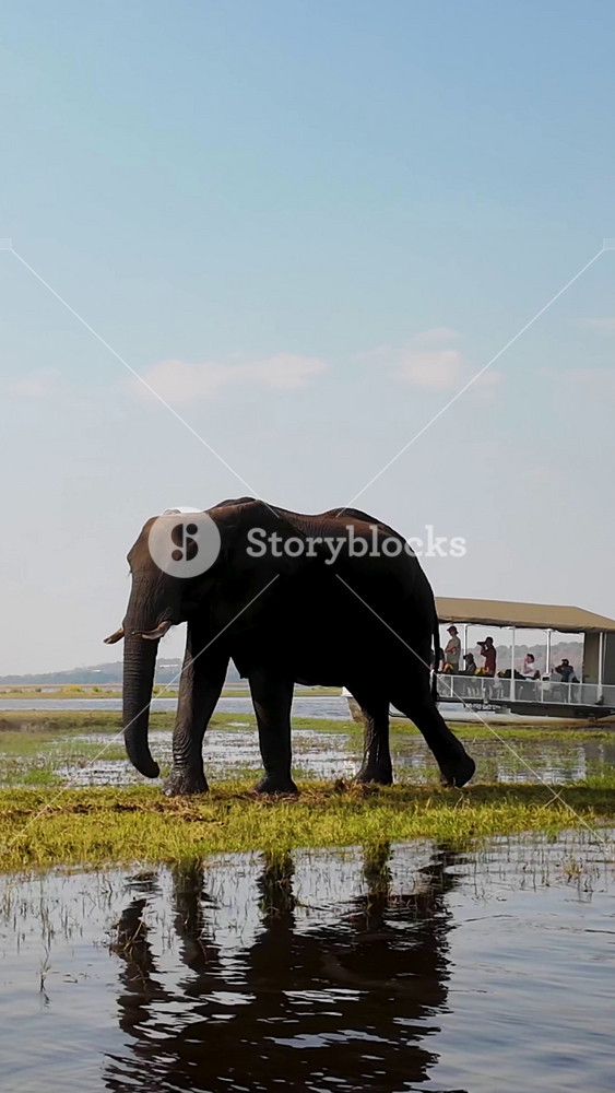 African Elephant At Chobe National Park In Kasane Botswana. African Animals Background. Wildlife Landscape. Chobe National Park At Kasane Botswana. Safari Scenery. Wild Scene.