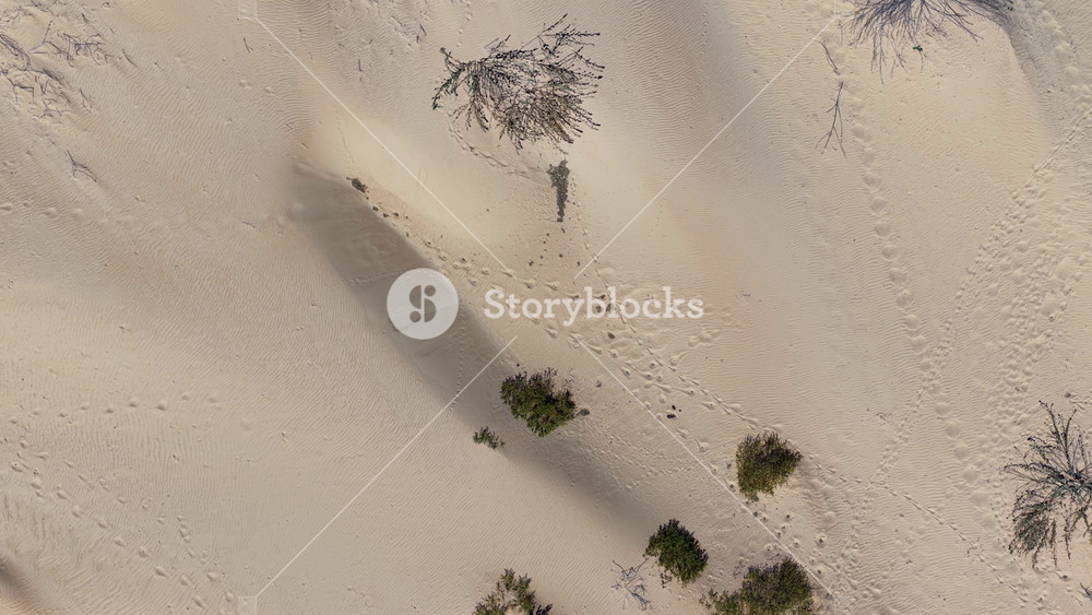 Dunes Of Velho Chico In Casa Nova Bahia Brazil. Natural Freshwater Lagoon Nestled Between White Sand Dunes. Delta Nature Forest Brazil Lake. Delta Green. Casa Nova Bahia.