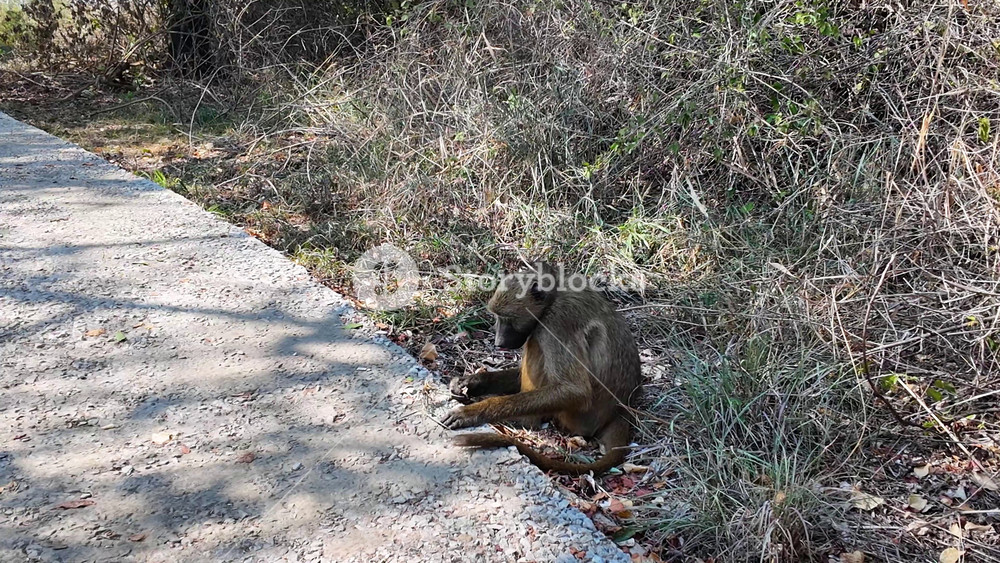 Baboon At Livingstone In Northern Rhodesia Zambia. African Animals Landscape. Wild Animals. Livingstone At Northern Rhodesia Zambia. Sanctuary Scenery. Scenic Wild Life.