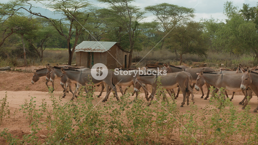Large herd of donkeys walks along sandy road in savannah. Slow motion. Poor hut of local settlement among african low-growing acacias