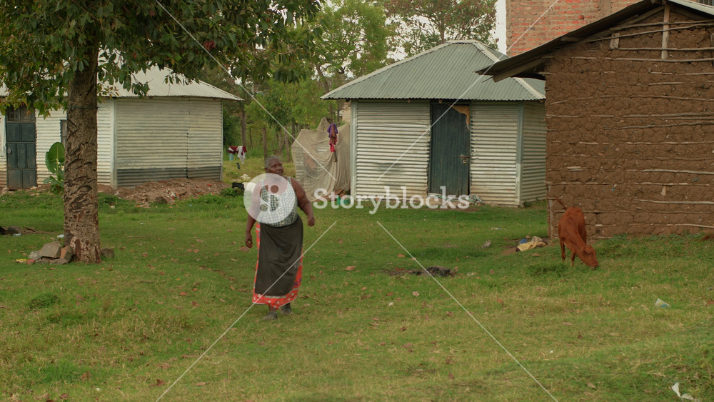Kisumu, Kenya - June 6, 2025: Smiling african woman in black apron goes across lawn between small buildings. Brown bulls eat grass near