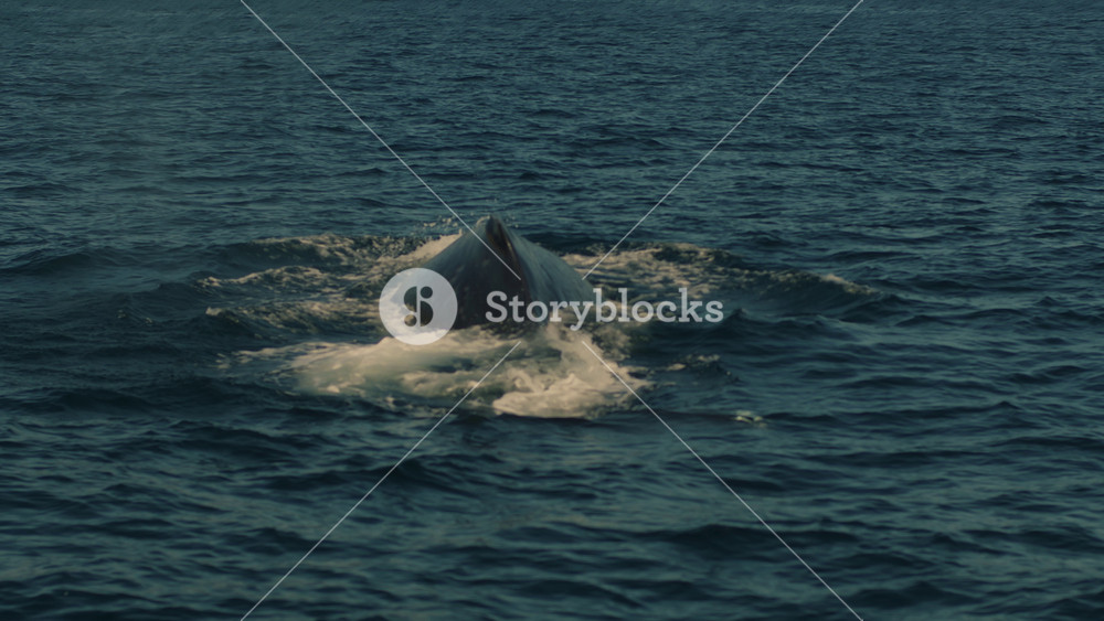 Spectacular view of whale swimming in sea bay. Whale dives into water revealing its back with fin and enormous tail with white spots