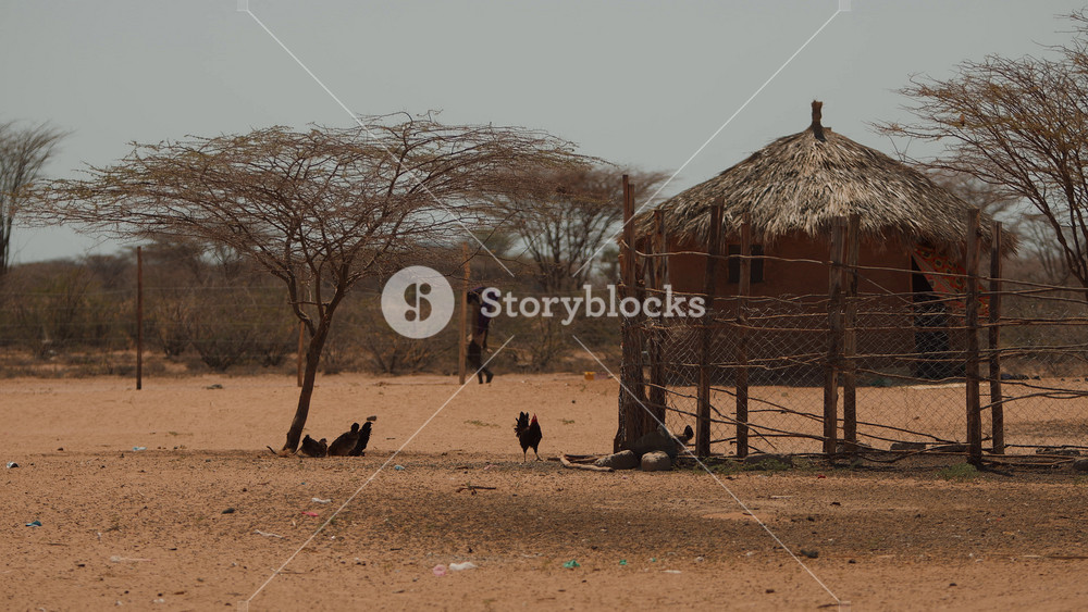 Traditional african round house bomas made of clay under thatched roof and brood of chickens near pen fenced with net.