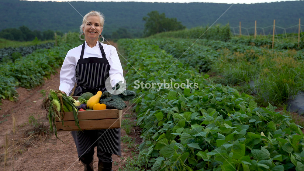 Portrait of pretty, caucasian, female chef carrying fresh picked vegetables walking towards camera on a farm for farm to table at sunrise or sunset.