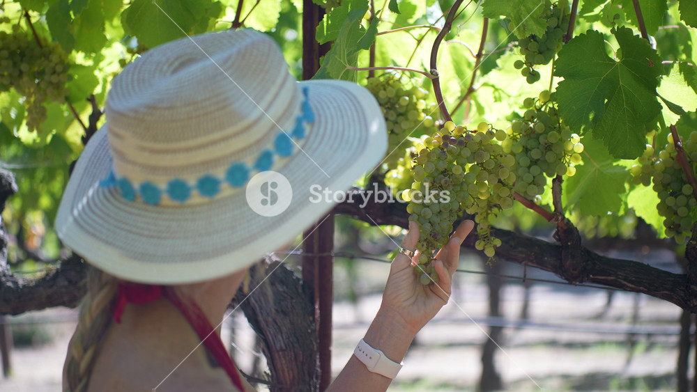 A happy senior woman walks through a vineyard in Napa or Sonoma. She smiles and admires the growing on the farm