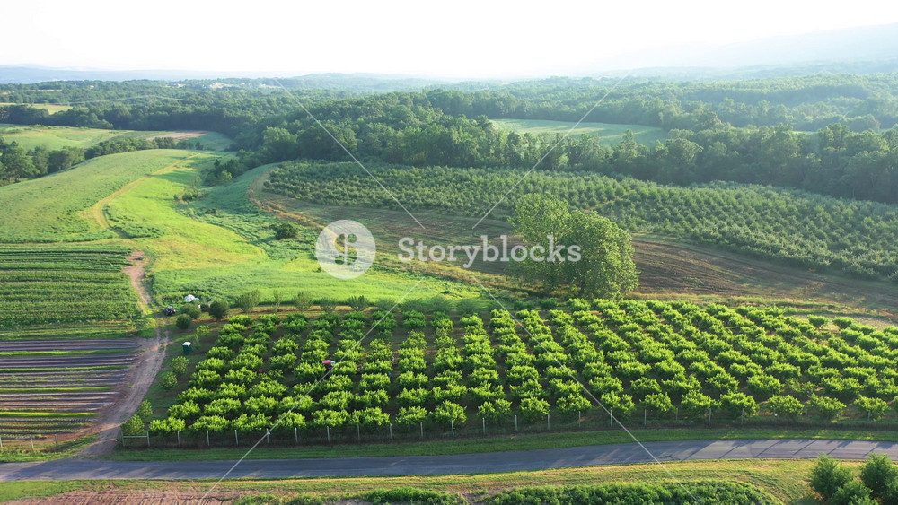 Wide view of farm country early in the morning and camera moves forward and pitches down to show a tractor loaded with peaches and men picking fruit in an orchard.