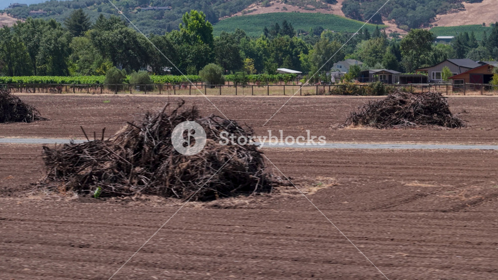 Aerial view of clearing vines for burning in Sonoma and Napa as the wine market shrinks and vinteners struggle to sell their stock