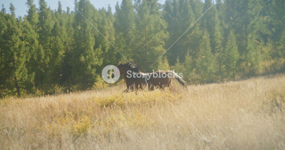 Brown horse with white markings running through a dry meadow near a dense green forest in warm sunlight. Free domestic animal moves across