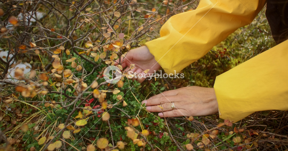 Close-up of hands carefully picking ripe lingonberries from low-growing shrubs in a vibrant autumn forest, showcasing the abundance of