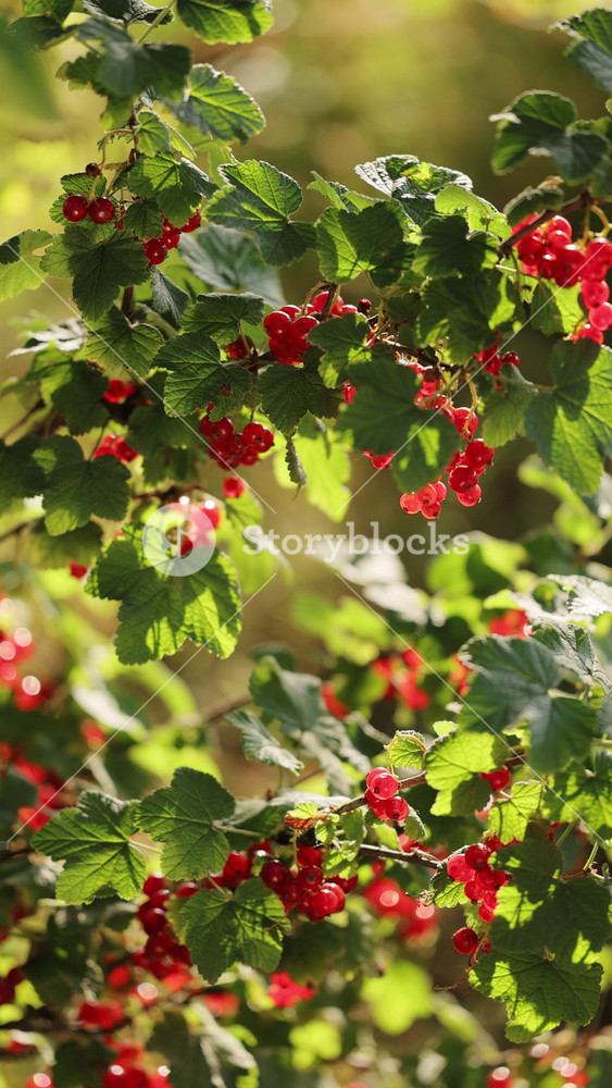 Vertical video of red currants ripen on the branches of a bush with green leaves. Currants growing in the garden. Ripe berries of red