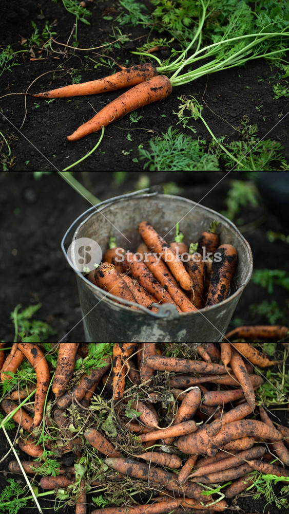 Hand-harvested fresh organic carrots on the farm. Gloved hand placing dirty carrots into metal bucket and piles of vegetables on the ground. Authentic organic agriculture footage.