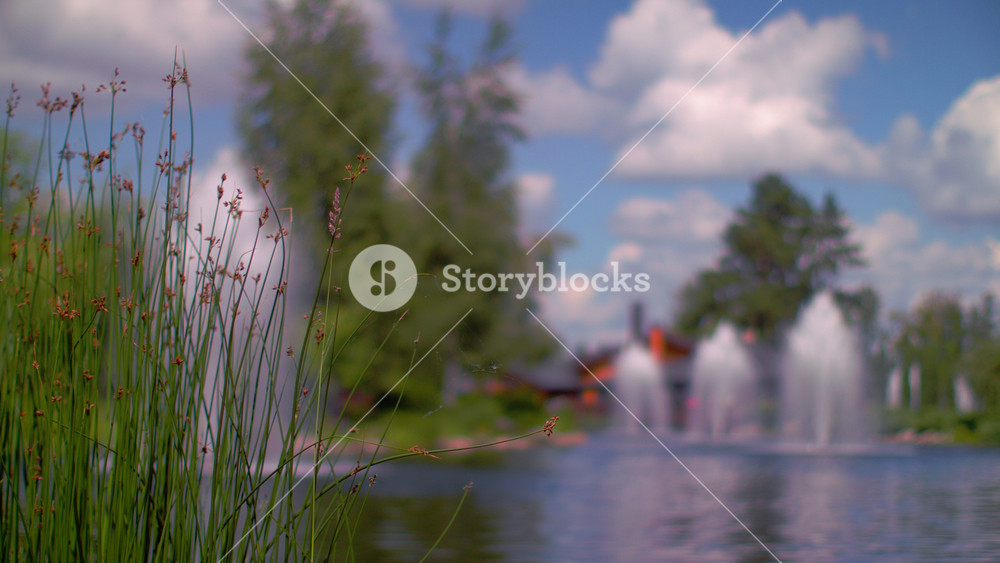 Green grass spike on lake bank. Nature landscape. Closeup of green grass spikes. Reed on pond bank, water fountain, green trees, white clouds on blue sky over lake with water reflections. Summer park