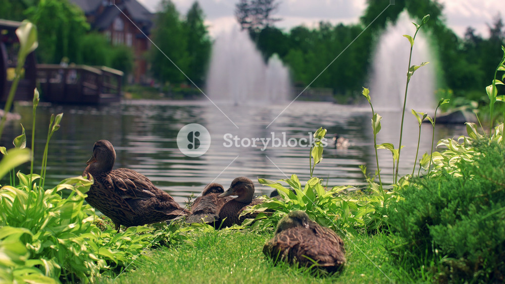 Wild ducks sit on green grass at city park. Ducks family near lake at park. Beautiful park lake with wild birds. Birds family on grass. Water fountain at summer park. Waterfowl birds on lake bank