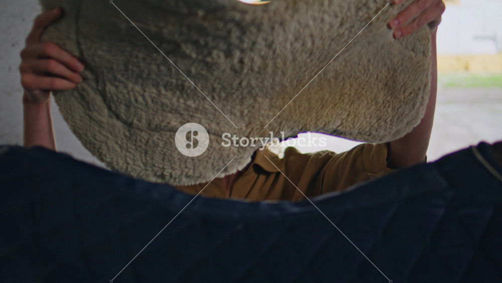 Calm equestrienne saddling horse before ride at barn closeup. Jockey putting saddle on stallion. Woman rider preparing animal to racing