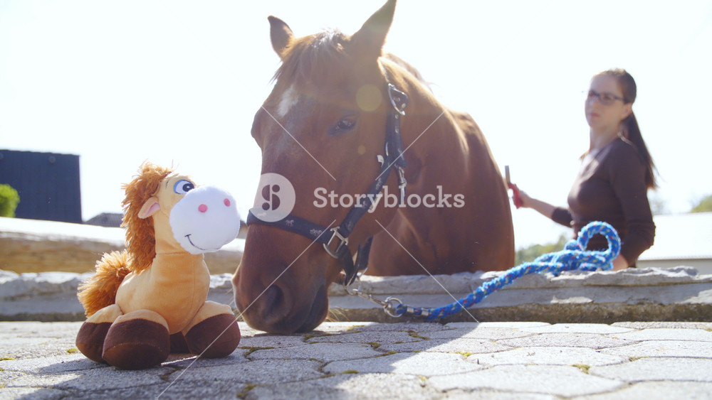 Horse mouth touching a toy mascot in slow motion 4K. Low angle medium shot of toy in focus with horse in background being playful.