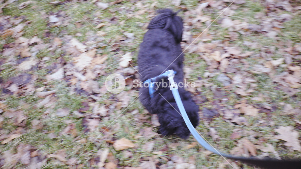 Small dog on leash stopping on grass and smelling something POV 4K. First person wide shot view of black dog on leash walking around on grass and stopping.