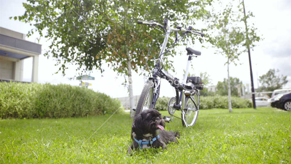 Cute dog watching over electric bicycle 4K. Dolly slide show wide view of black puppy in focus lying down in front of expensive electric bicycle. Surrounded with green grass in park.