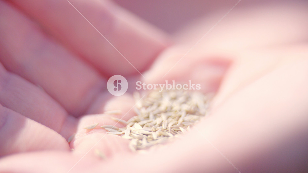 Sprinkling seeds on hand 4K. Extreme close up of plant seeds in hand in focus. Grabbing with fingers and counting seeds.