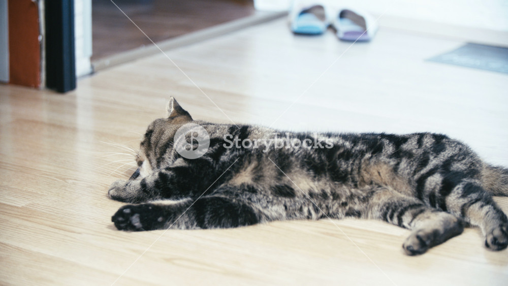 Domestic cute British cat amused by a wooden catnip stick 4K. Long shot of black and brown striped cat in focus lying on the home floor.