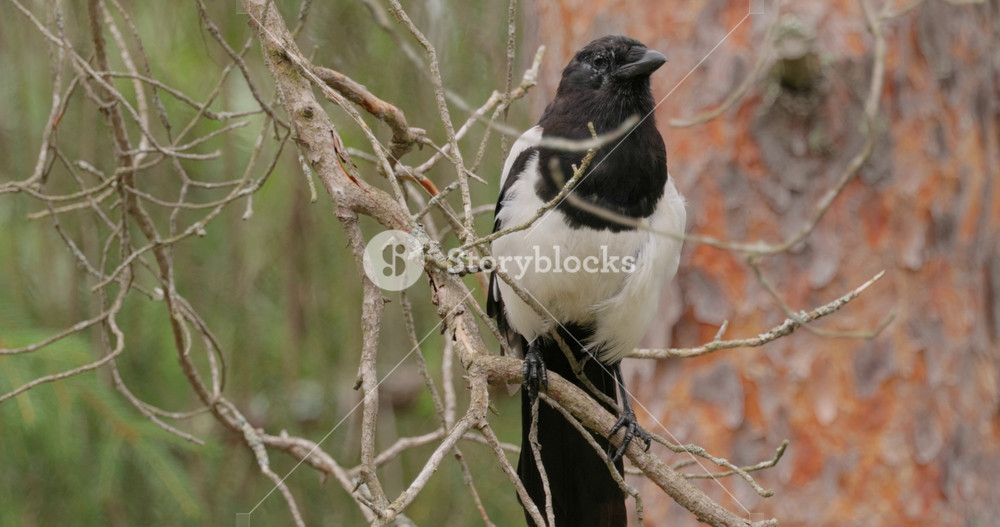 Eurasian magpie or common magpie (Pica pica) is a resident breeding bird throughout the northern part of the Eurasian continent. One of several birds in the crow family (corvids) designated magpies.