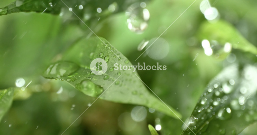 Close up of raindrops in super slow motion. Rain drips on the green leaves of the plant. Shot on super slow motion camera 1000 fps.
