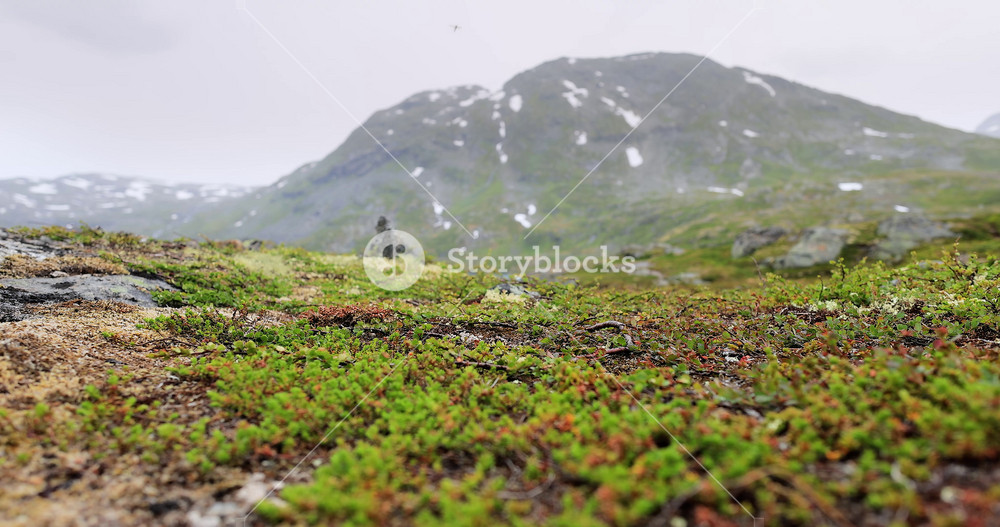 Arctic Tundra. Beautiful Nature Norway natural landscape. Tundra vegetation is composed of dwarf shrubs, sedges, grasses, mosses, and lichens.