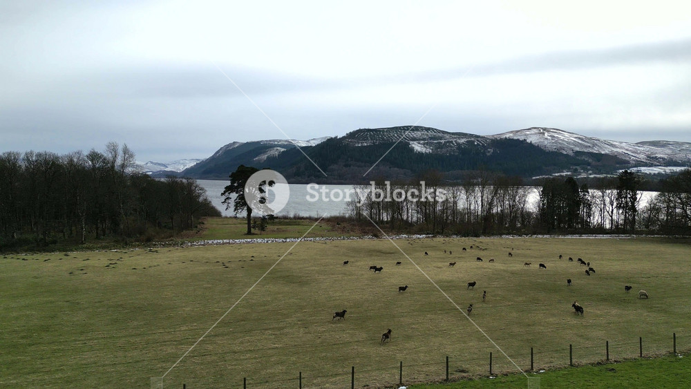 towards field meadow cows bulls running sprinting away mountains lake background winter forward forwards aerial drone farmland livestock countryside farming grass landscape green