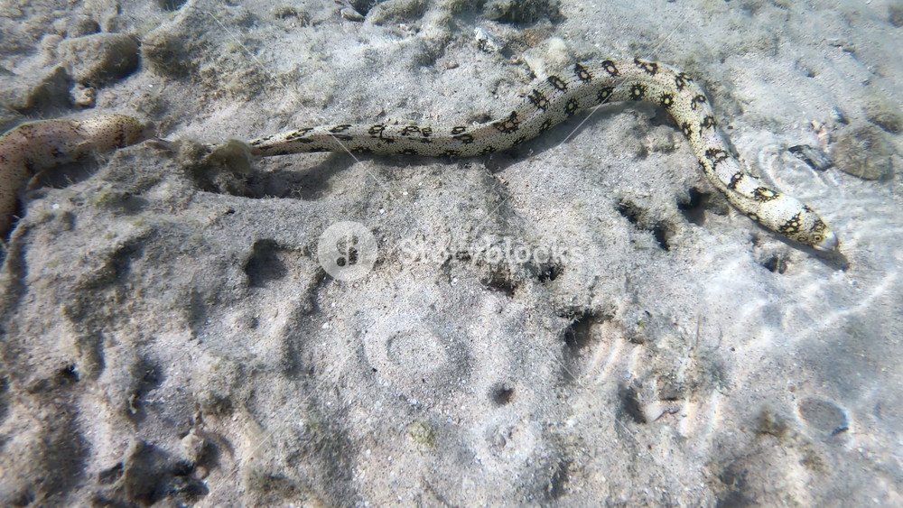 Marine life on barrier reef with fish and moray eel (snowflake moray (Echidna nebulosa), also known as the clouded moray) swimming in shallow water of Marsa Alam, Red Sea, Egypt