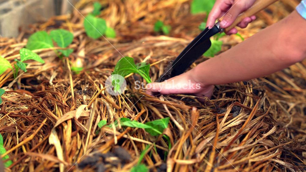Focused Asian little girl gardening in the backyard, using a hand trowel to dig and loosen soil for plants, home-grown vegetable garden concept.