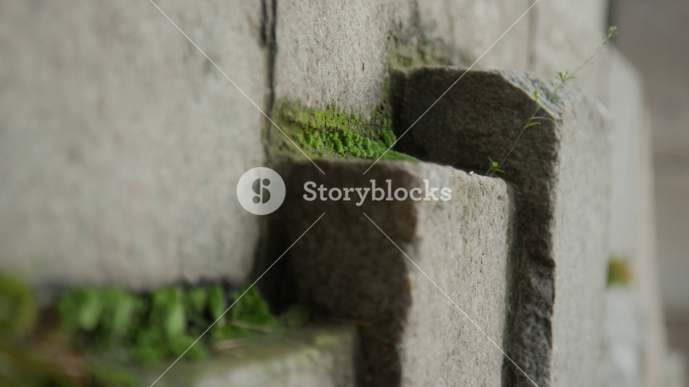 Green moss growing in crevices of stone wall, captured in extreme close up. Ideal for environmental campaigns, sustainability concepts, and eco-friendly branding videos