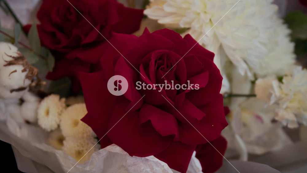 Close-up shot of bouquet of rich red roses, delicate white chrysanthemums, cotton bolls and eucalyptus branch wrapped in translucent paper