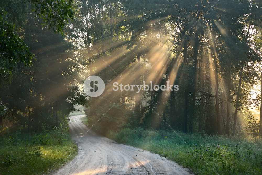 Road And Sunbeams In Strong Fog In The Forest Royalty-Free Stock Photo ...