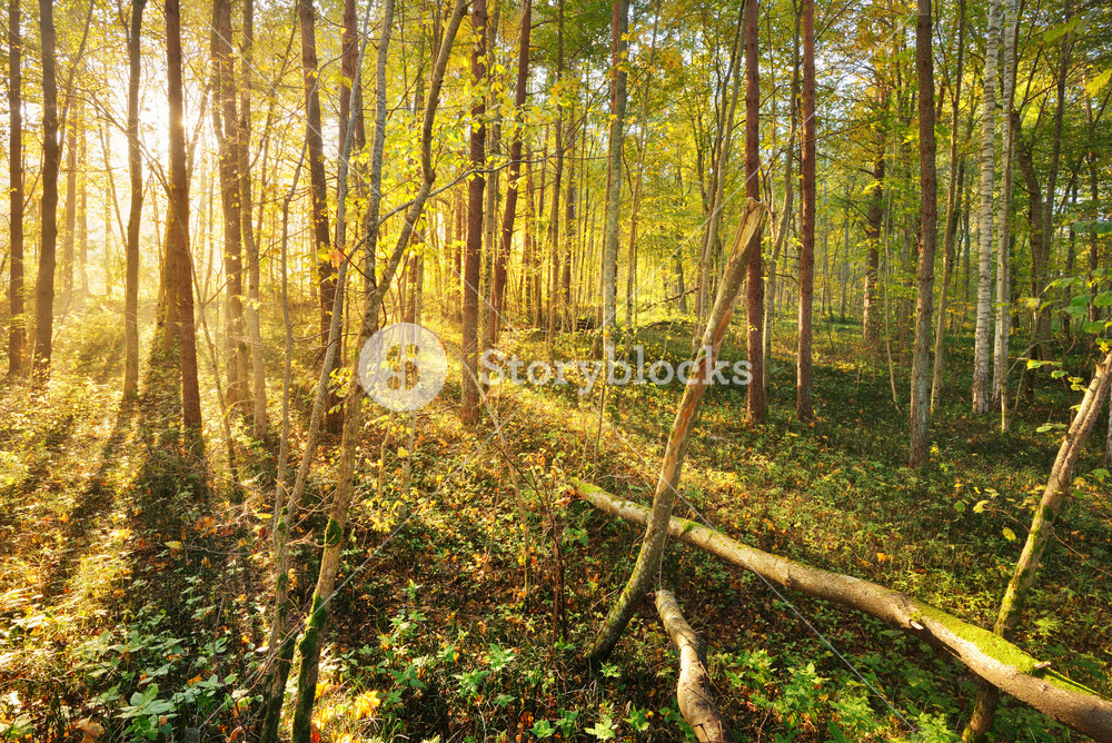 Autumn Forest Landscape Royalty-Free Stock Photo SBI-300735573 ...